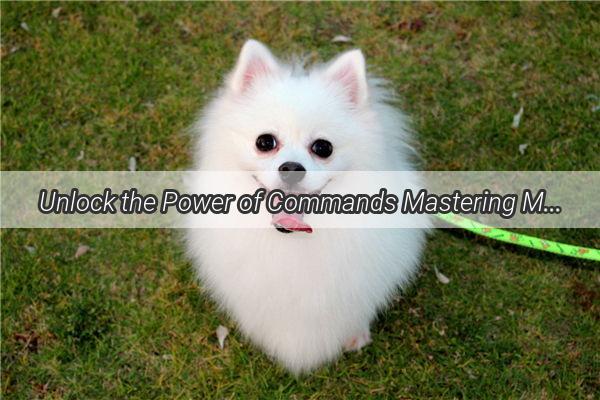 Unlock the Power of Commands Mastering Mealtime Manners with Your Canine Companion